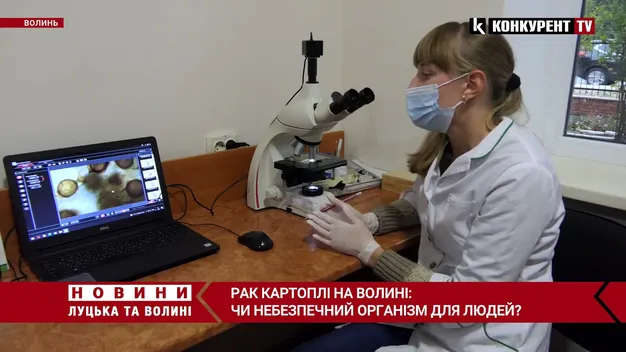 У Луцькому районі виявили рак картоплі: чим він небезпечний (відео)