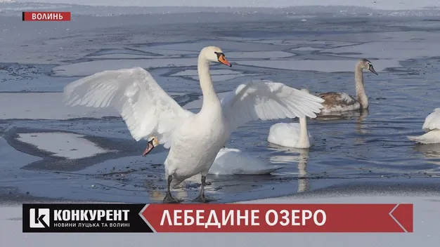 Головне у Луцьку за понеділок, 1 лютого