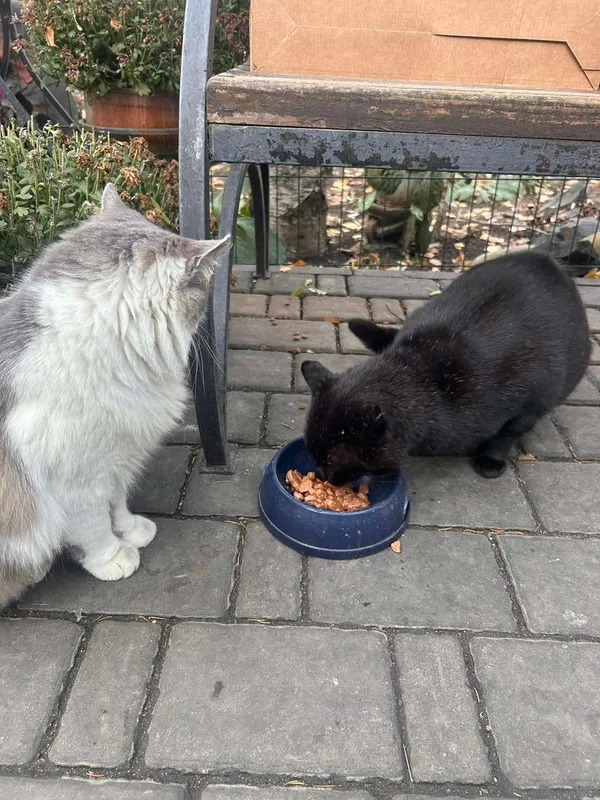 Школярі придбали корм для 60 котиків луцького зоопарку (фото)