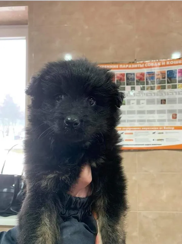 Пес, якого підібрали патрульні