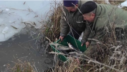Коропи, товстолоби, амури: на Ковельщині до водосховища випустили 2,5 тонни риби (фото)
