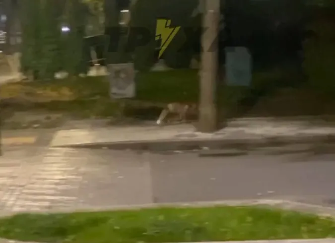 Центральними вулицями Луцька бігає хижа тварина (відео)