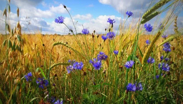 Спека спаде: погода в Луцьку на понеділок, 2 серпня