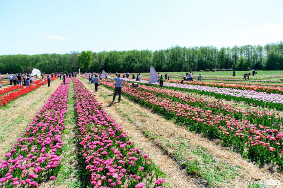 Яскраві тюльпани і люди в масках: як цьогоріч приймає гостей «Волинська Голландія» (фото)