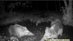 Нічний перекус: у Звірівському лісництві камери "зловили" кабанів (відео)