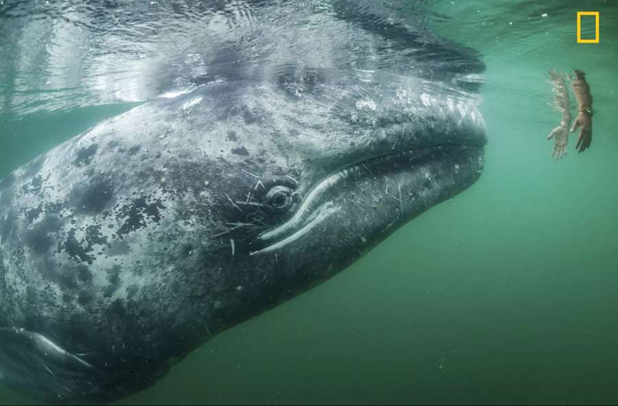 Сірий кит наближається до туриста><span class=