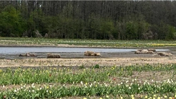 Більша частина квітів вціліла: Волинська Голландія відкриється попри підтоплення (фото)