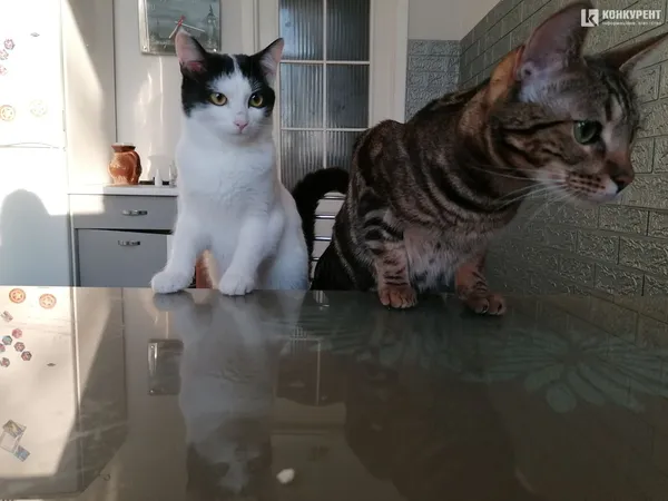 Затишок у домі чи коти