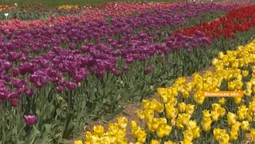 У Волинській Голандії зацвіли 3 мільйони тюльпанів (відео)