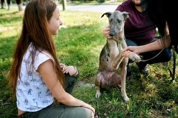 Врятована собака Белла не може знайти господаря через брехню (фото)