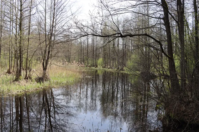 У нетрях дикого Полісся помітили справжню перлину життя (фото)