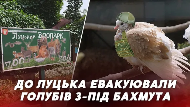 У Луцькому зоопарку поселили голубів, яких евакуювали з-під Бахмута  (відео)