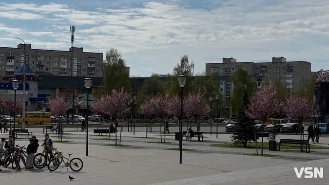 Де у Луцьку зацвіла ціла алея унікальних іранських слив (фото)