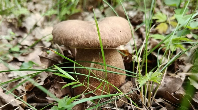 Де біля Луцька виросло чимало білих грибочків (фото)