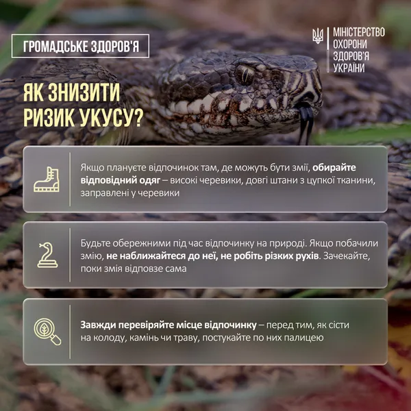 Обережно – гадюки: в Україні активізувалися змії