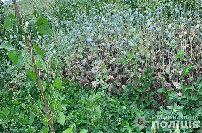 Волинянин на городі виростив плантацію коноплі та маку (фото)