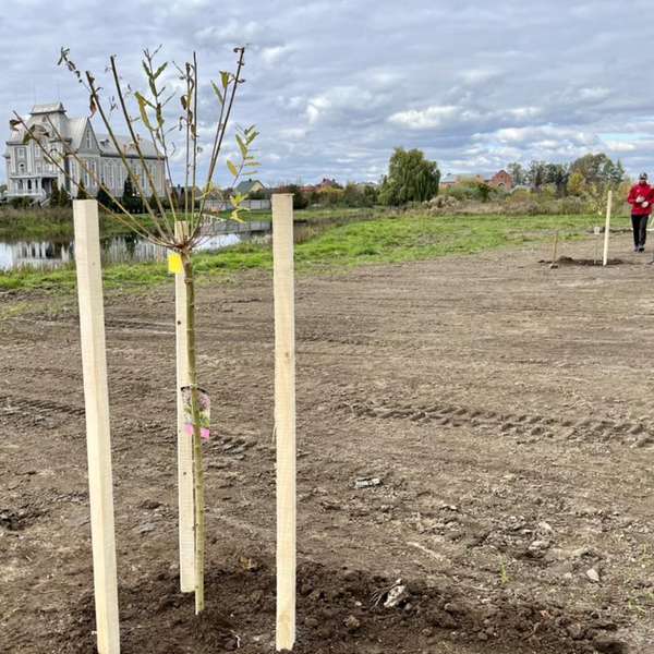 У Ковелі на березі річки Турія висадили нові дерева (фото)
