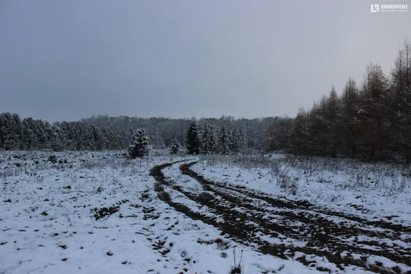 Як під Луцьком ростуть новорічні ялинки (фото, відео)