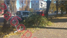 У Луцьку покарали осіб, які без дозволу зрізали дерева у центрі міста (фото)