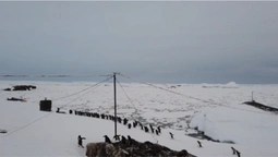 Українські полярники пояснили, чому пінгвіни «марширують» до океану завжди гуртом (відео)