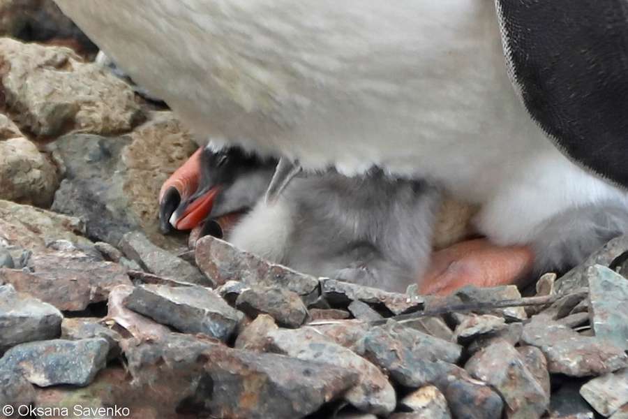 Біля «Вернадського» з’явилися перші малюки пінгвінів (фото)