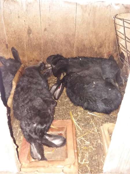 У Володимир-Волинському районі невідома тварина понищила кролів