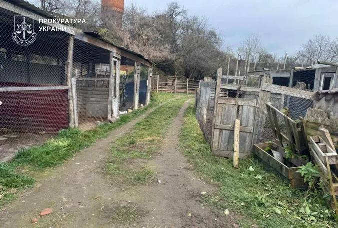 Загинуло декілька тварин: нові подробиці втечі левиць у Хмельницькому (відео)