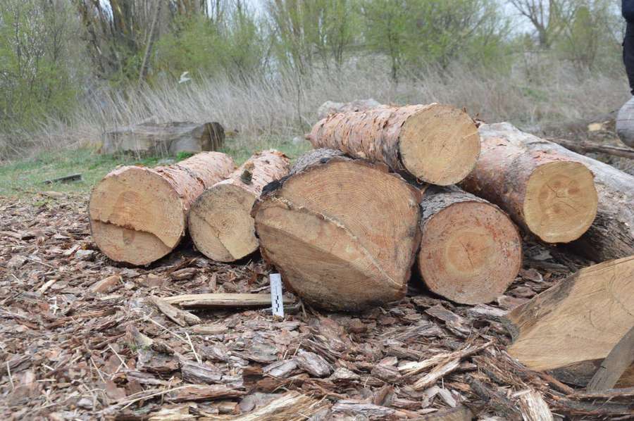 Сосни, дуби, тополі: у Ковельському районі знайшли незаконно зрубані дерева (фото)