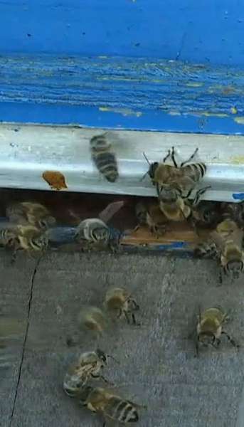 Бджоли гинуть, а отруйний мед потрапляє на полиці супермаркетів