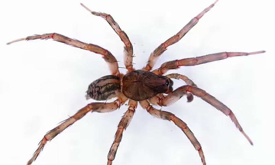 На острові Святої Єлени в Атлантичному океані виявили три нові види павуків