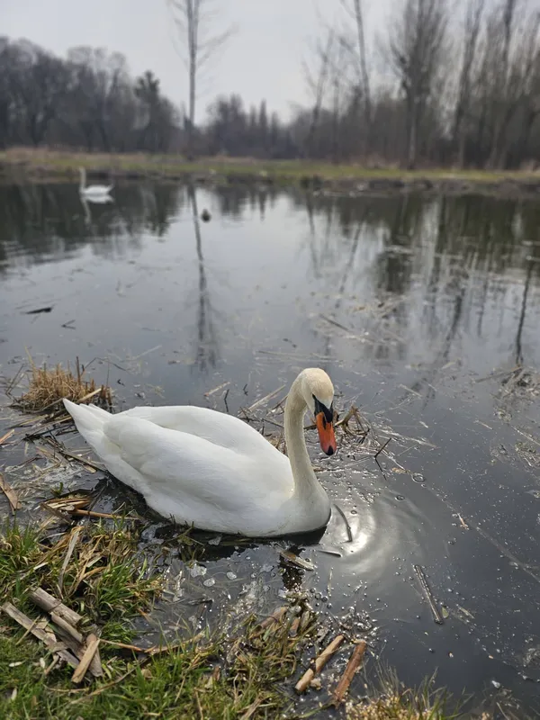 🦢«Лебеді кохання» оселилися у центральному парку Луцька (фото)