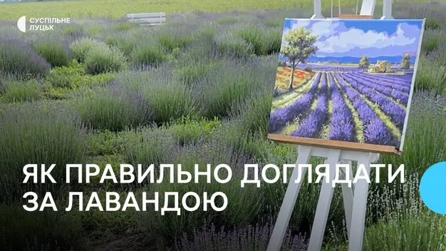 Як у Жидичині вирощують лаванду на гектарі поля (відео)