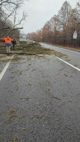 На Волині вітер повалив дерева на міжнародній трасі (фото)