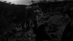 В Африці вперше за 100 років вдалося сфотографувати чорну пантеру
