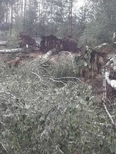 В одному із сіл Волині негода повиривала дерева із землі (фото)