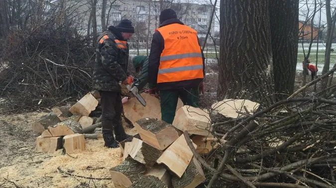 У Луцьку зрізають аварійні дерева (фото)