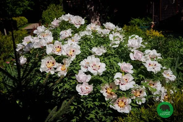 Цвітуть і пахнуть: Луцький зоопарк зачаровує красою квітів (фото)