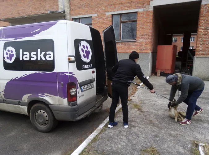У Старій Вижівці відловили безпритульних собак (фото, відео)