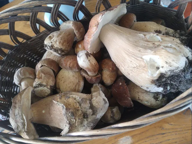 На Волині «здали» локацію, де збирають повні кошики білих грибів (фото)
