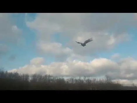 Волинські екологи випустили на волю більше сотні фазанів (відео)