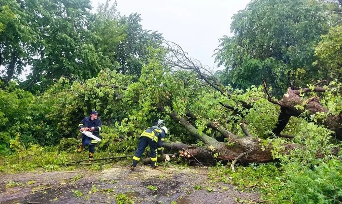 Наслідки негоди: буревій повали дерева на волинські дороги (фото)