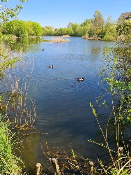 Синьо, зелено і тихо: весна на Теремнівських ставках (фото)