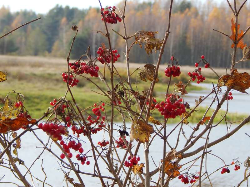 Осінні барви: краєвиди волинського Полісся (фото)