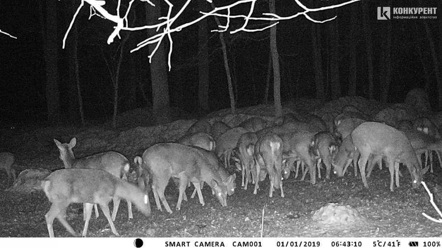 Що роблять волинські олені, коли їх ніхто не бачить: лісівники показали фото