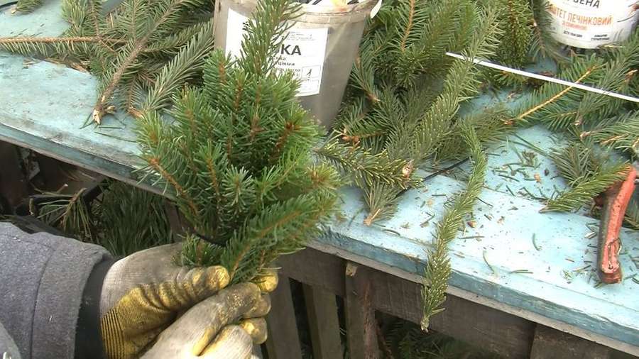Пухнастіші та пахучіші: волинська родина майструє новорічні дерева із соснових гілок (фото)