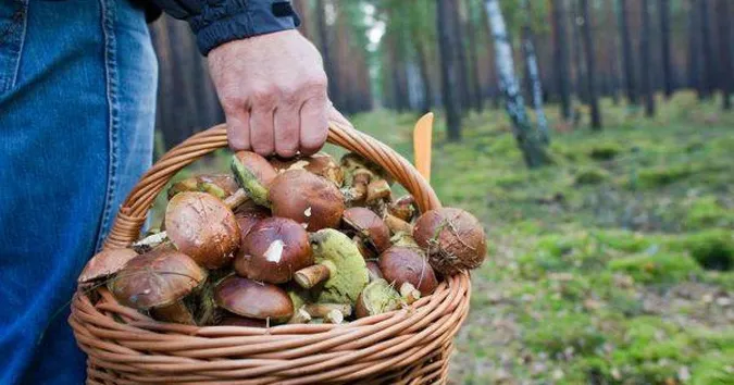 Сезон все ще триває: де шукати останні осінні гриби