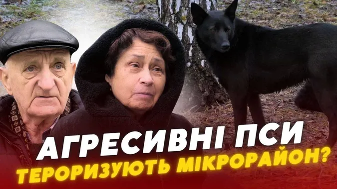 Зграї агресивних собак тримають у страху цілий мікрорайон у Луцьку (відео)