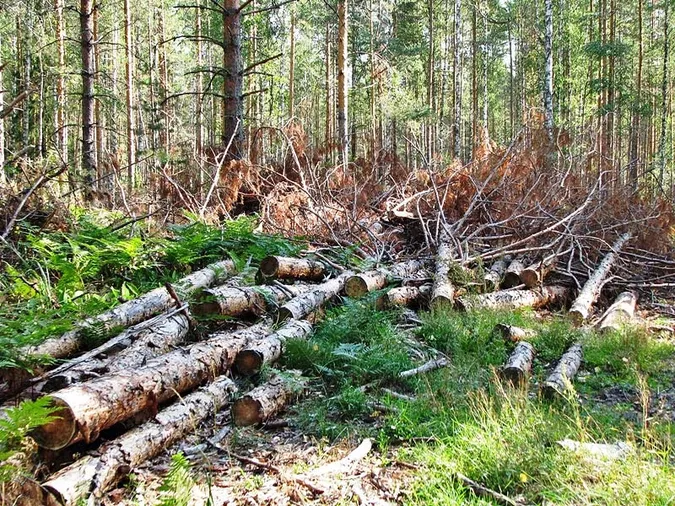 Волинські лісівники прокоментували інформацію про «підозрілу» лісозаготівлю