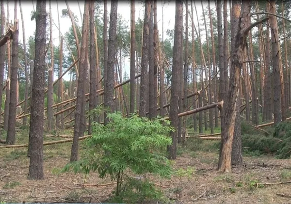 Стало відомо, яких збитків завдала буря у волинських лісах