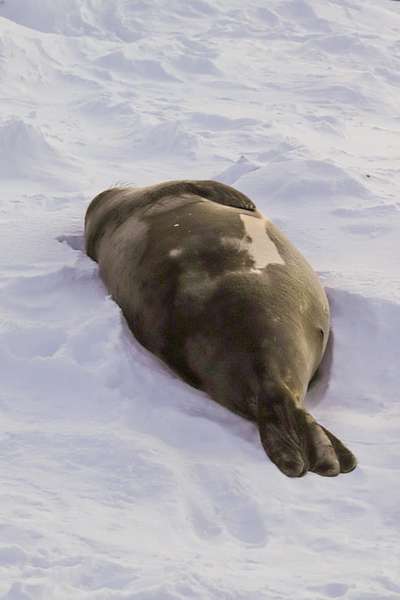 «Звісно, це не Анджеліна Джолі»: в українських полярників оселилася самка південного морського слона (фото)